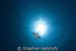 Spotted Eagle Ray (Aetobatus narinari) taken in Na'ama Ba... by Stephan Kerkhofs 